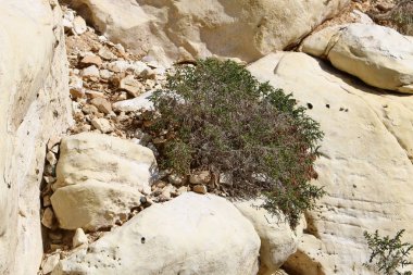 kum ve taşların üzerinde zor koşullarda yeşil bitkiler ve çiçekler büyüdü 