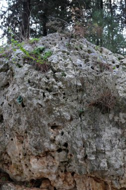 kum ve taşların üzerinde zor koşullarda yeşil bitkiler ve çiçekler büyüdü 