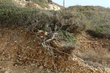 kum ve taşların üzerinde zor koşullarda yeşil bitkiler ve çiçekler büyüdü 