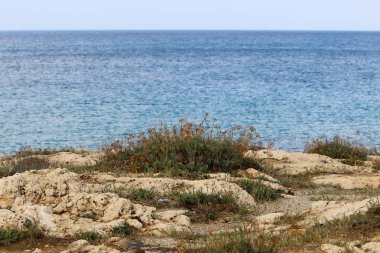 kum ve taşların üzerinde zor koşullarda yeşil bitkiler ve çiçekler büyüdü 