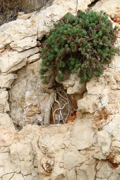 緑の植物や花が砂や石の困難な条件で育った — ストック写真