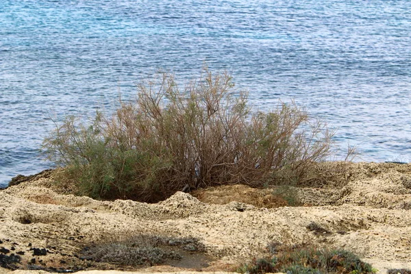 Plantas Verdes Flores Cresceram Condições Difíceis Areia Pedras — Fotografia de Stock