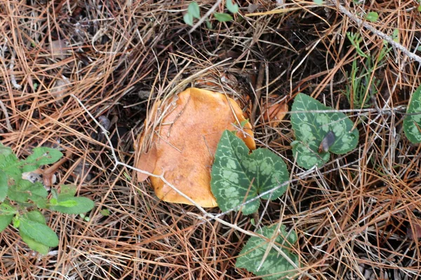 Cogumelos Israel Dezembro Depois Fortes Chuvas Sol Saiu — Fotografia de Stock