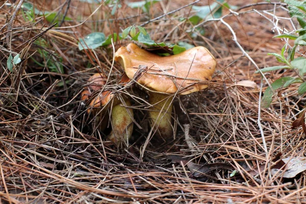 Champignons Israël Décembre Après Fortes Pluies Soleil Est Sorti — Photo