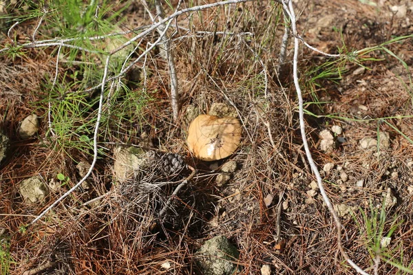 Champignons Israël Décembre Après Fortes Pluies Soleil Est Sorti — Photo