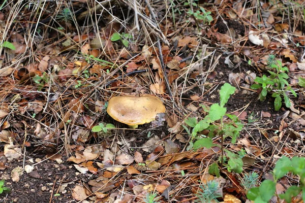 Champignons Israël Décembre Après Fortes Pluies Soleil Est Sorti — Photo