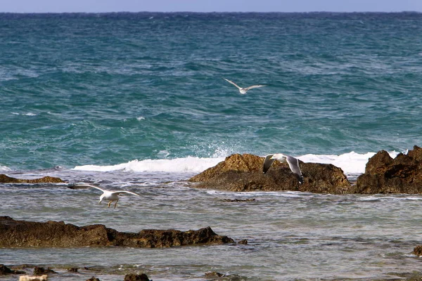 Costa Piedra Del Mar Mediterráneo Norte Israel — Foto de Stock