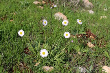 İsrail devleti kuzeyde doğa ve çiçek resimleri kapat 