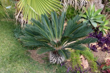 İsrail devleti kuzeyde doğa ve çiçek resimleri kapat 