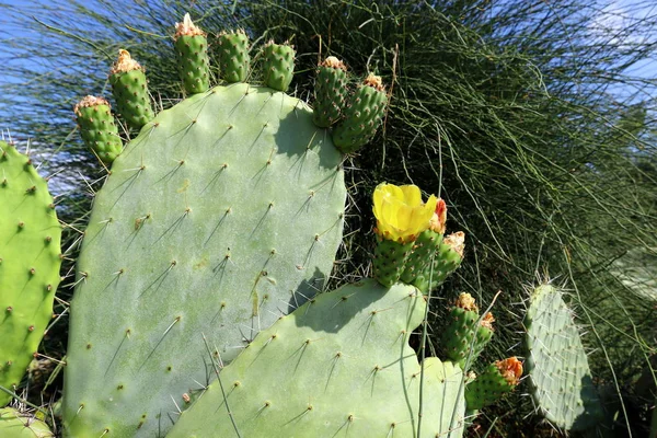 Images Nature Des Fleurs Gros Plan Dans Nord Etat Israël — Photo