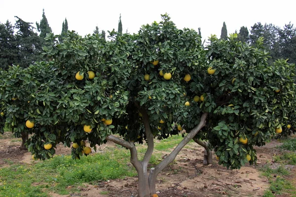 İsrail devleti kuzeyde doğa ve çiçek resimleri kapat 