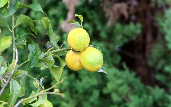 Images Nature Des Fleurs Gros Plan Dans Nord Etat Israël — Photo