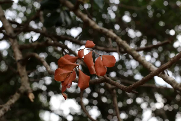 Foto Van Natuur Bloemen Close Het Noorden Van Staat Israël — Stockfoto