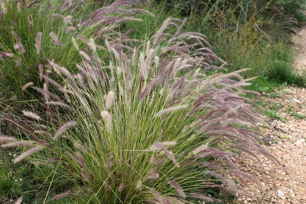 Imagens Natureza Flores Perto Norte Estado Israel — Fotografia de Stock