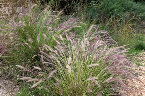 Foto Van Natuur Bloemen Close Het Noorden Van Staat Israël — Stockfoto