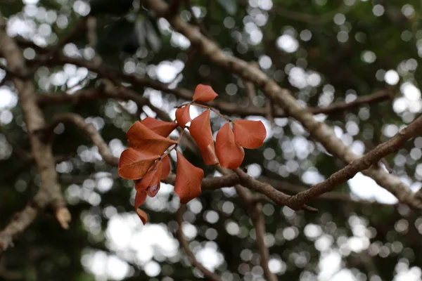 Pictures Nature Flowers Close North State Israel — Stock Photo, Image