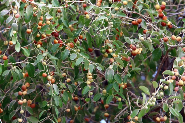 Natur Und Blumenbilder Aus Nächster Nähe Norden Des Bundesstaates Israel — Stockfoto