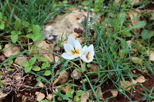 Srail Devleti Kuzeyde Doğa Çiçek Resimleri Kapat — Stok fotoğraf
