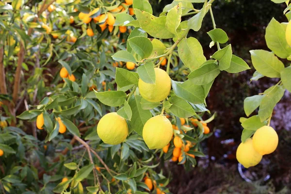 Immagini Natura Fiori Vicino Nel Nord Dello Stato Israele — Foto Stock