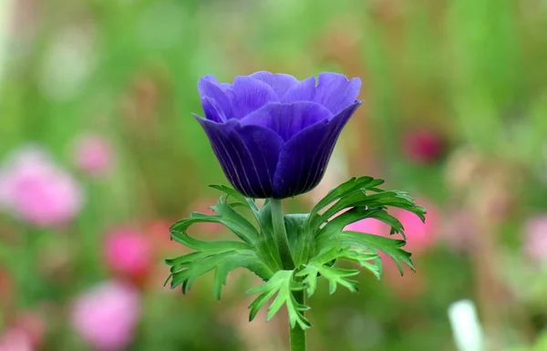 Pictures Nature Flowers Close North State Israel — Stock Photo, Image