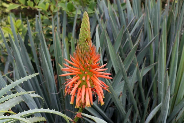 Imagens Natureza Flores Perto Norte Estado Israel — Fotografia de Stock