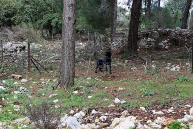 Bir çit içine alın ve bir yabancı topraklarda sınır işaretlemek için hizmet veren bir yapıdır. 