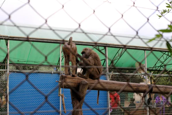 Bir çit içine alın ve bir yabancı topraklarda sınır işaretlemek için hizmet veren bir yapıdır. 