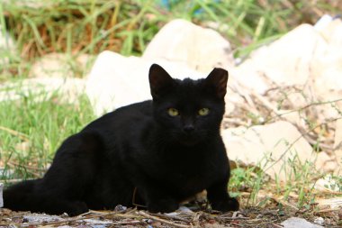 yerli kedi predator kadrosu kedi ailesinin bir memeli olduğu. 