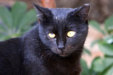 yerli kedi predator kadrosu kedi ailesinin bir memeli olduğu. 