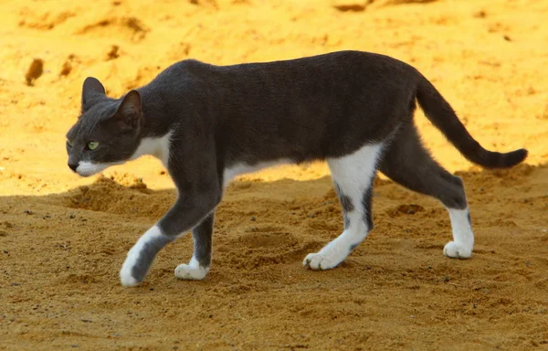 Gato Doméstico Mamífero Familia Gatos Del Escuadrón Depredadores — Foto de Stock