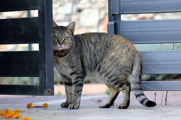 the domestic cat is a mammal of the cat family of the predator squad.