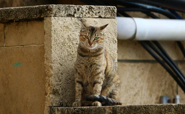 Gato Doméstico Mamífero Familia Gatos Del Escuadrón Depredadores —  Fotos de Stock