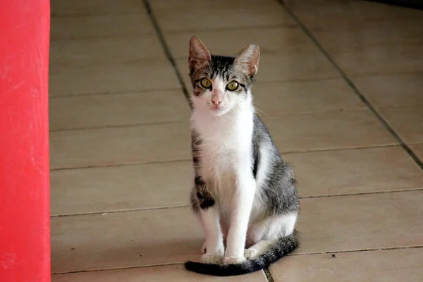 Gato Doméstico Mamífero Familia Gatos Del Escuadrón Depredadores — Foto de Stock