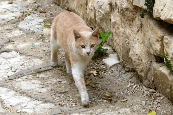 the domestic cat is a mammal of the cat family of the predator squad.
