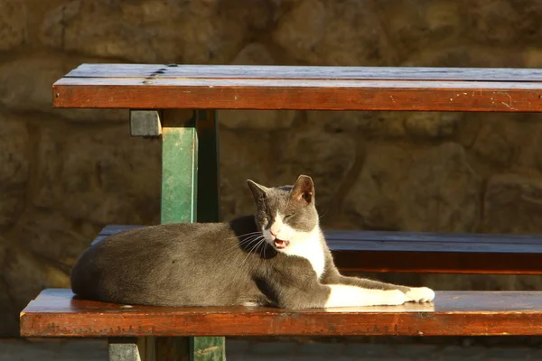 Domestic Cat Mammal Cat Family Predator Squad — Stock Photo, Image