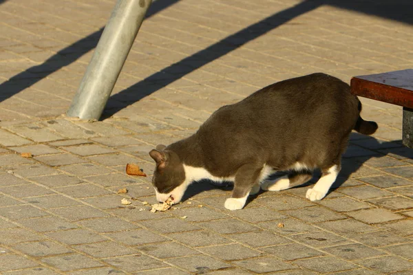 Binnenlandse Kat Een Zoogdier Uit Familie Van Kat Van Predator — Stockfoto