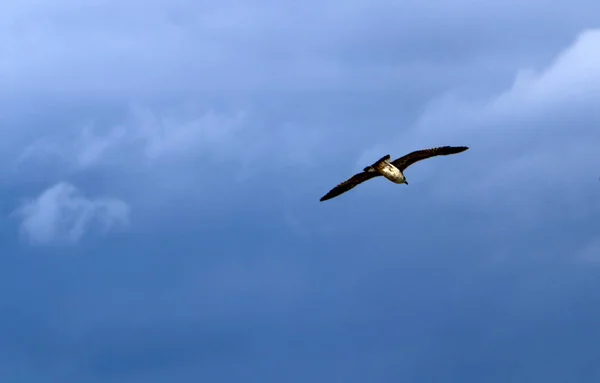 Het Type Kleur Van Hemel Hangt Van Het Moment Van — Stockfoto