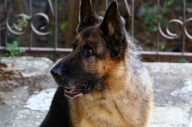 a evde beslenen hayvan ailesinden Yırtıcı memeliler bir köpektir 