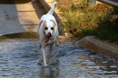 a evde beslenen hayvan ailesinden Yırtıcı memeliler bir köpektir 