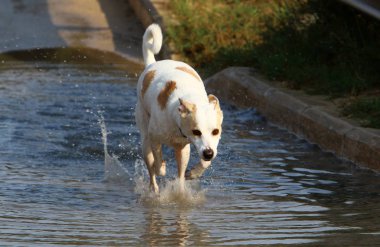 a evde beslenen hayvan ailesinden Yırtıcı memeliler bir köpektir 