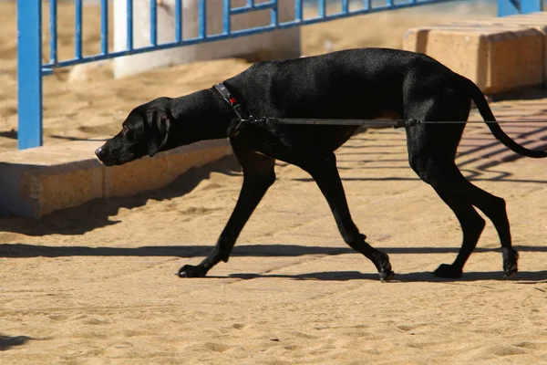 Perro Una Mascota Familia Los Mamíferos Depredadores — Foto de Stock