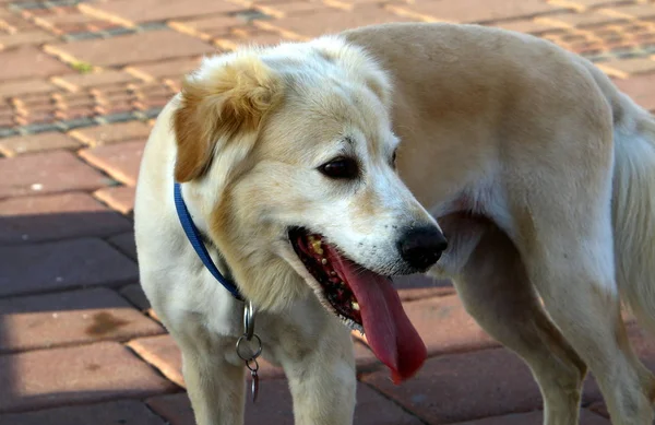 Perro Una Mascota Familia Los Mamíferos Depredadores —  Fotos de Stock