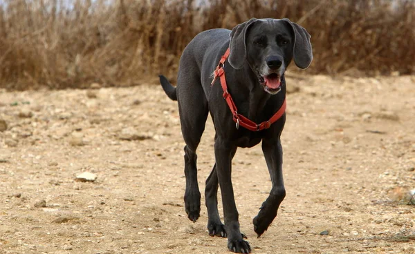 Cão Animal Estimação Família Mamíferos Predadores — Fotografia de Stock