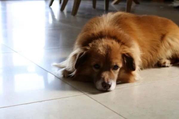 Evde Beslenen Hayvan Ailesinden Yırtıcı Memeliler Bir Köpektir — Stok fotoğraf