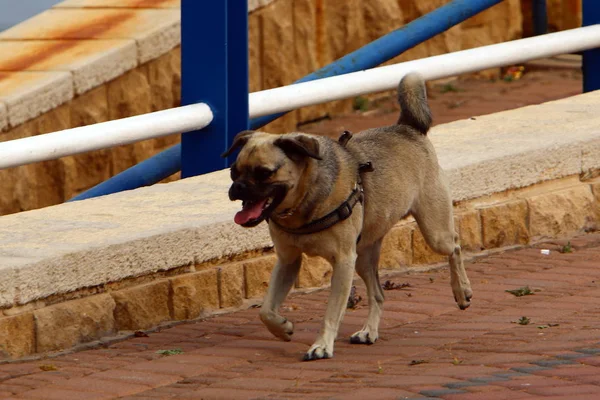 Perro Una Mascota Familia Los Mamíferos Depredadores — Foto de Stock