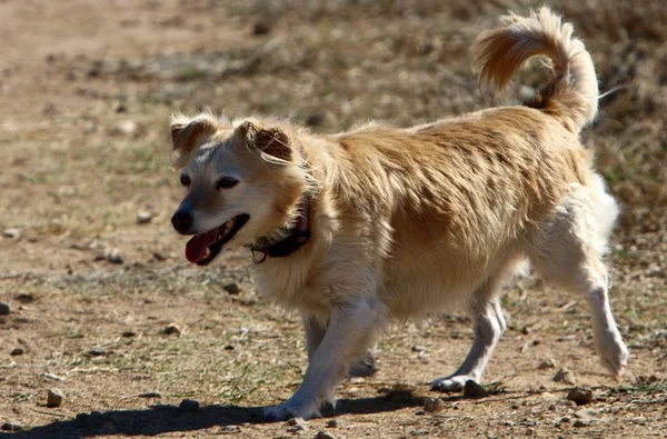 Perro Una Mascota Familia Los Mamíferos Depredadores — Foto de Stock