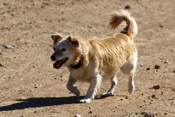 Perro Una Mascota Familia Los Mamíferos Depredadores — Foto de Stock