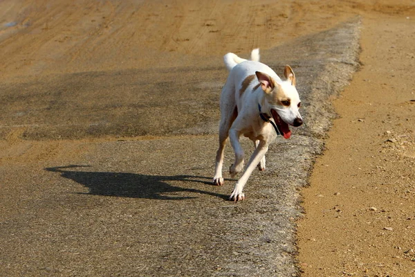 Cão Animal Estimação Família Mamíferos Predadores — Fotografia de Stock