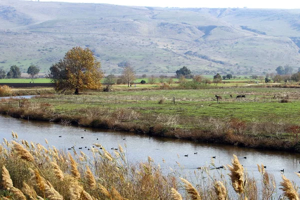 Fotografías Naturaleza Las Flores Cerca Norte Del Estado Israel — Foto de Stock