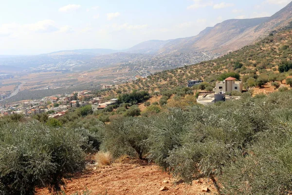 Bilder Natur Och Blommor Nära Håll Norra Delen Staten Israel — Stockfoto